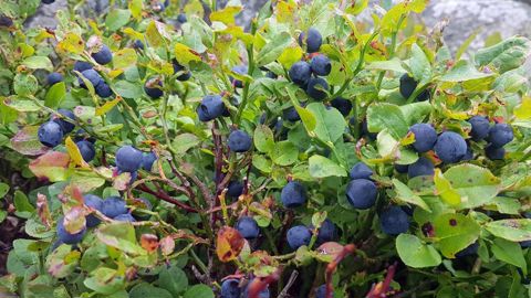 Dans les landes ou en sous-bois, la myrtille sauvage est reconnaissable par sa petite taille naturelle. © Association myrtilles Ardèche © Association myrtilles Ardèche